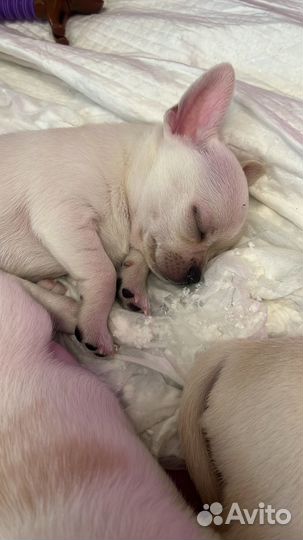 Щенки чихуахуа