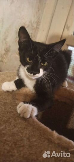 Не обычный Котик в добрые руки