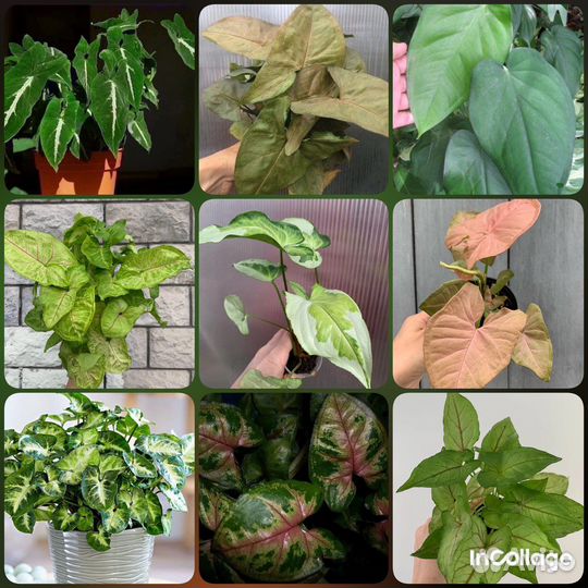 Сингониум в ассортименте часть 2