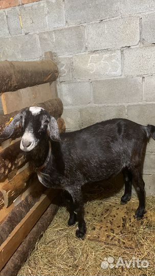Продаю небольшое стадо коз