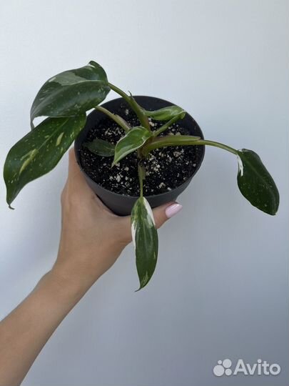 Филодендрон Вайт Визард White Wizard