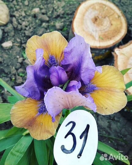 Ирисы карликовые