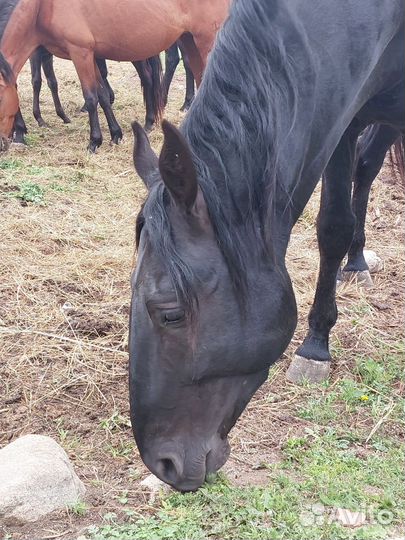 Карачаевский жеребец