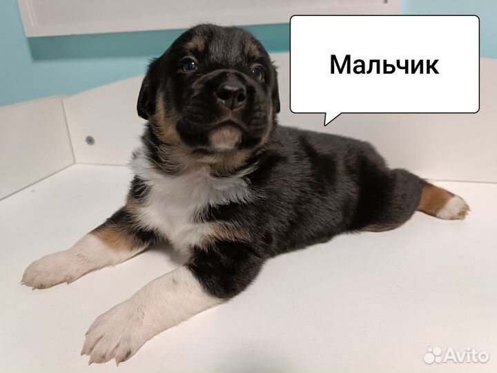 Щенки тибетского мастифа