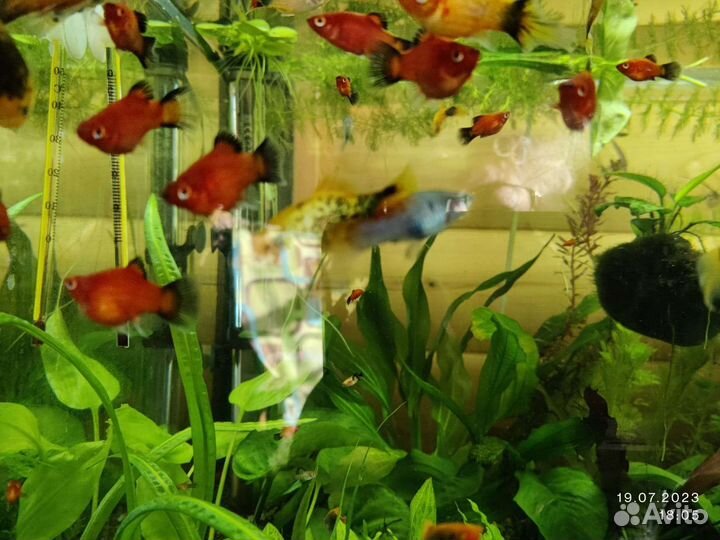 Рыба Пецилии