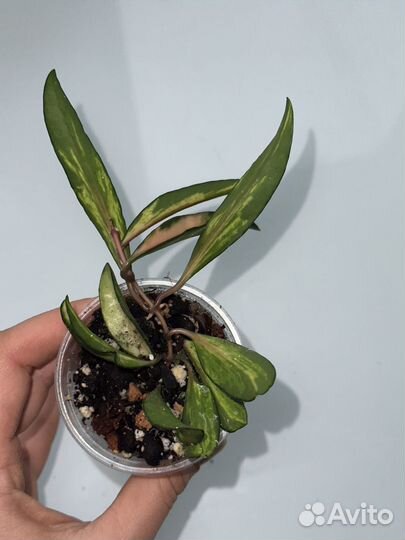 Хойя Вайетти