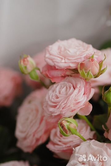 Объектив olympus 45mm 1.8 едет обратно