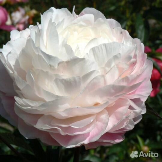 Пион Династи