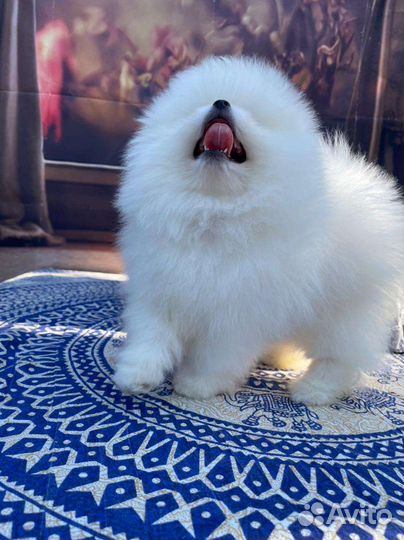 Померанский шпиц