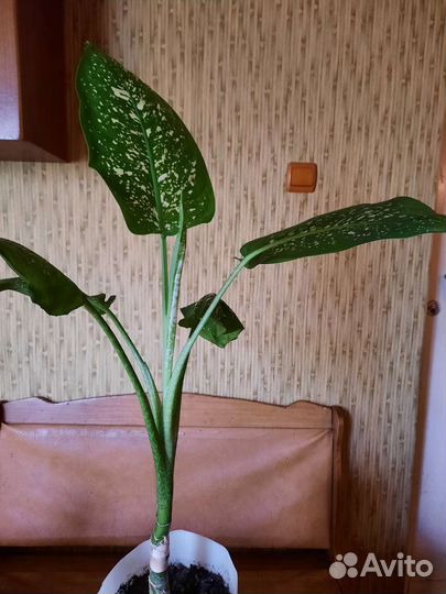 Цветок,дифенбахия