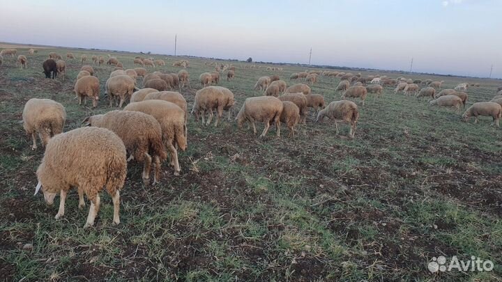 Овцы бараны