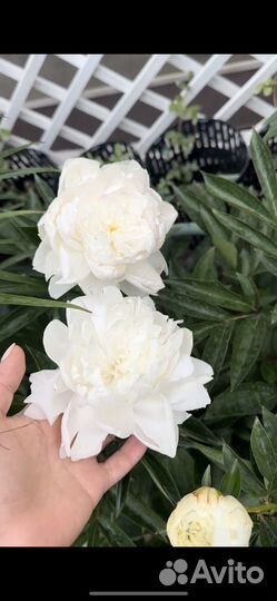 Корни пиона юбилейный