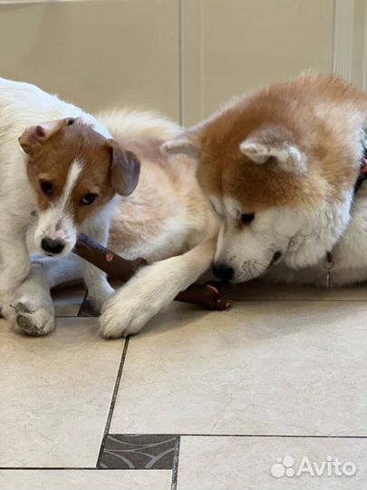 Передержка выгул собак