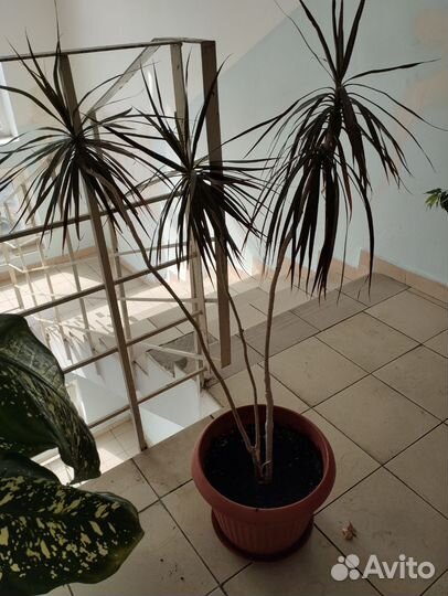 Драцена пальма