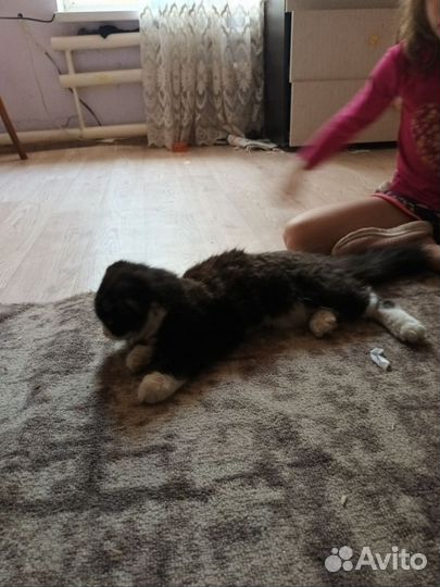 Домашняя кошка