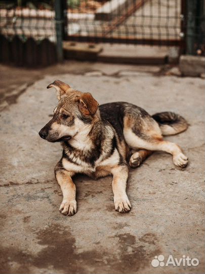 Милый дружочек, по имени Барон