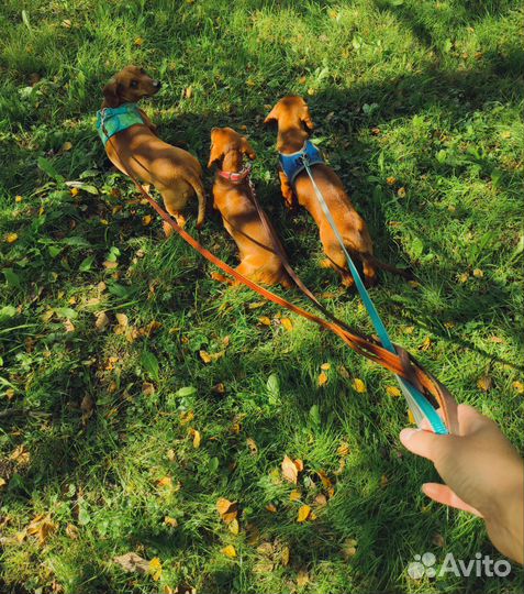 Передержка собак/животных. Выгул собак. Зоотакси