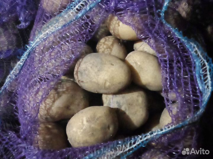 Картофель домашний