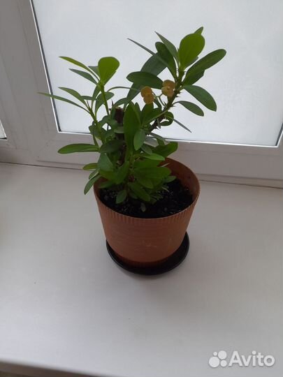 Комнатные цветы