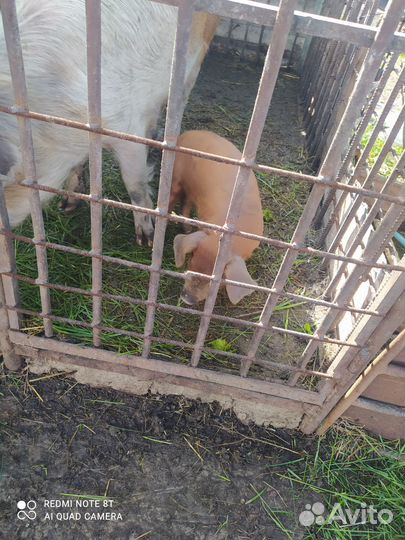 Поросята ландрас дюрок