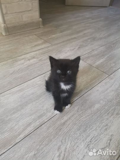 Котята в добрые руки бесплатно