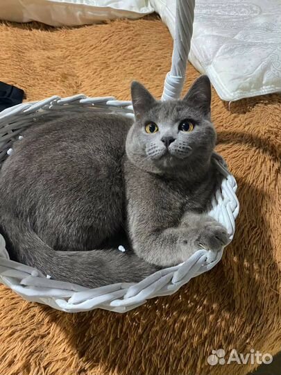 Отдаем в добрые руки кошечку