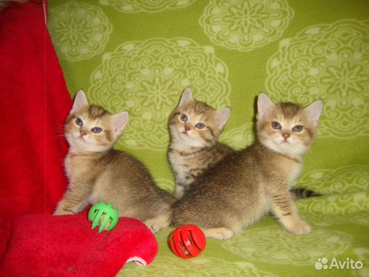 Золотые шиншиллы. Зеленоглазые