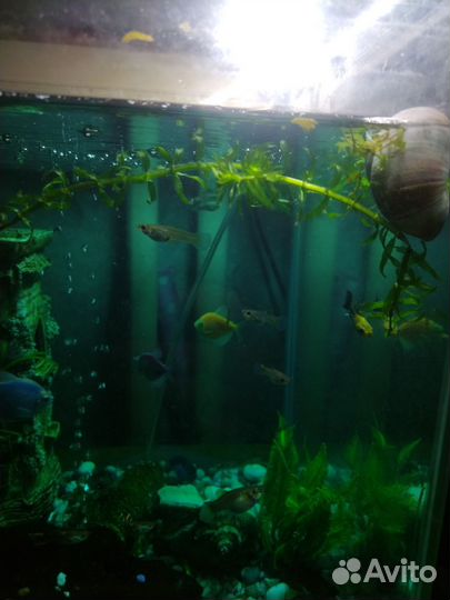 Аквариумные растения