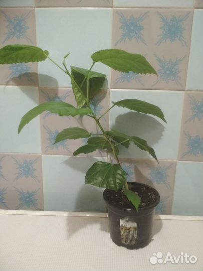 Гибискус (китайская роза)