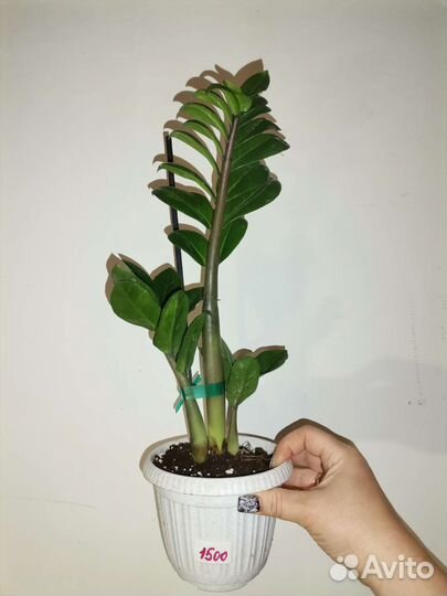 Замиокулькас