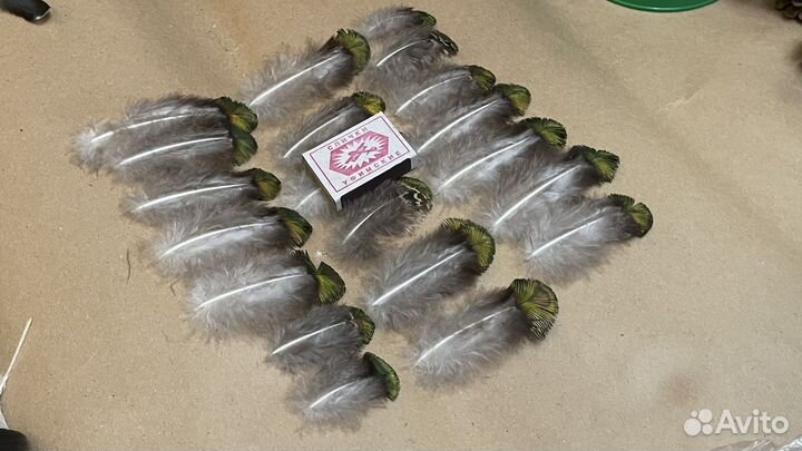 Перо павлина