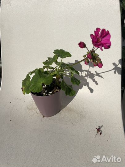 Пеларгония герань