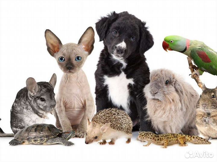 Передержка животных