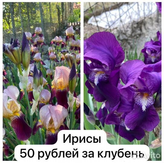 Цветы для сада