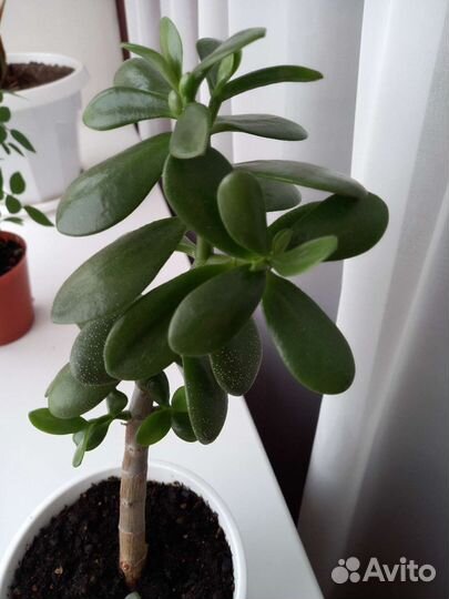 Крассула толстянка