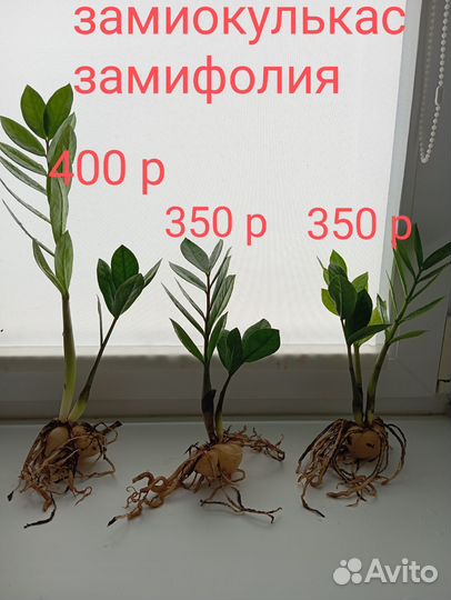 Замиокулькас