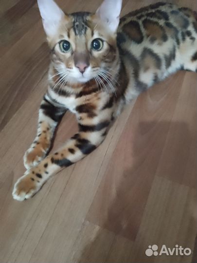 Бенгальский кот на вязку