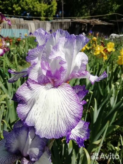 Морозостойкие ирисы бородатые для Сибири