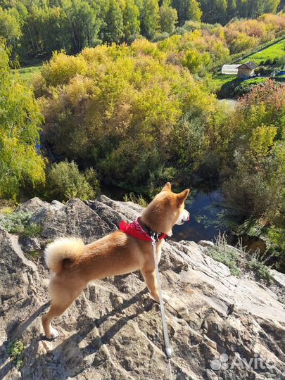 Кобель для вязки