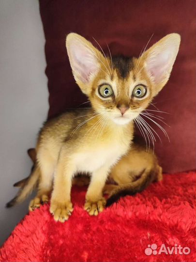 Абиссинские эксклюзивные котята