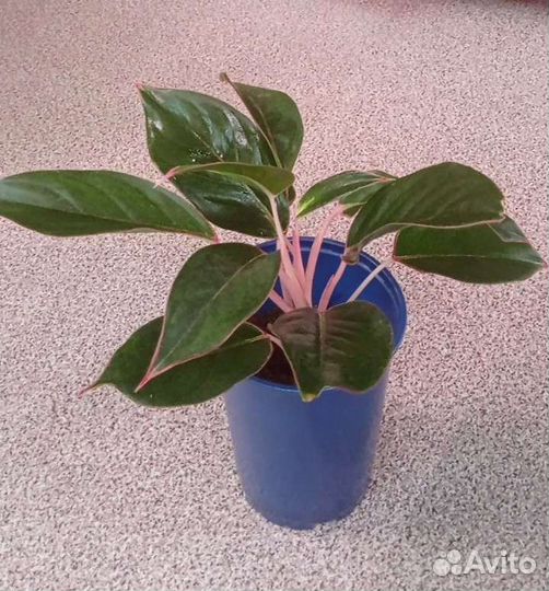 Аглаонема Dark Green