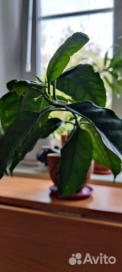 Хойя мультифлора