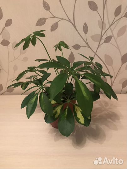 Плющ кудрявый и др. комнатные растения