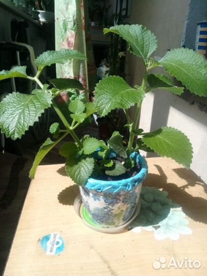 Комнатная лечебная мята Плектрантус