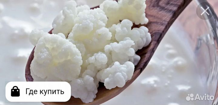 Тибетский молочный гриб