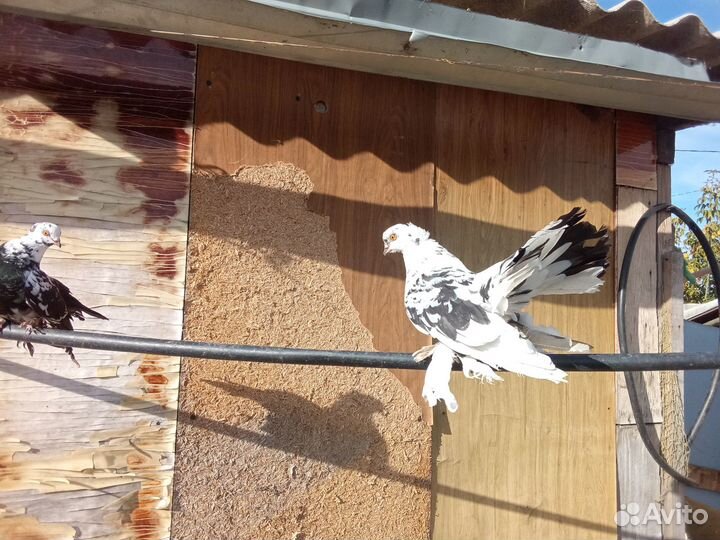 Голуби оптом. Цена указана за всех