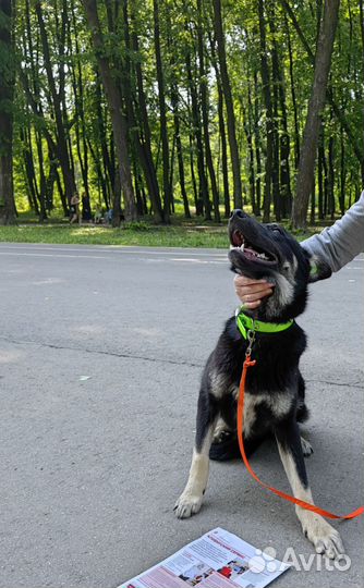 Собака в добрые руки