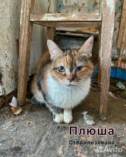 Нежная кошка погибает в адской квартире