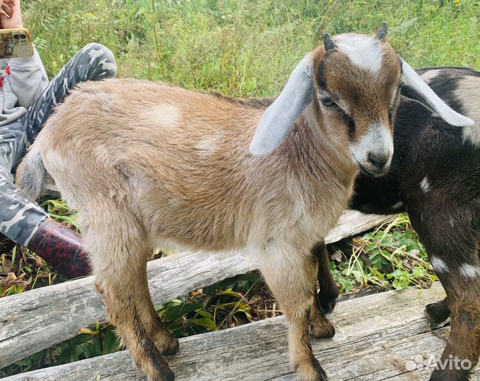 Нубийский козленок