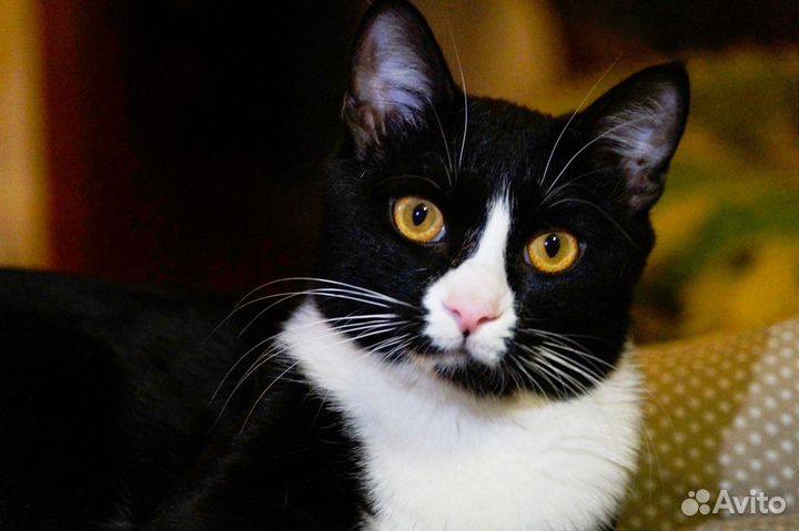 Красавец Сеймур